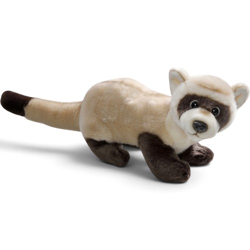 Carl dick furetto - furetto,, animale